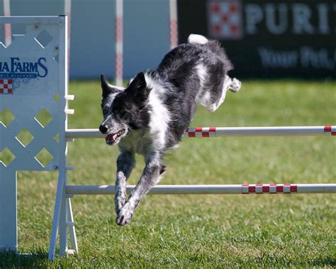 youtube dog agility|best dogs for agility training.